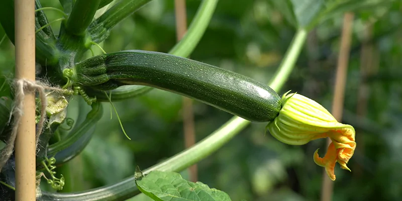 zucchino
