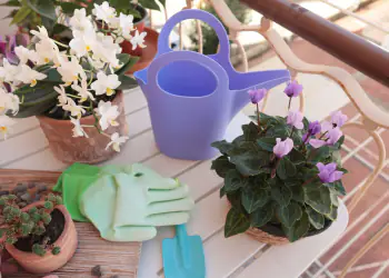 ciclamini e orchidee in terrazzo