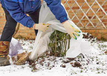 giardiniere che copre la pianta in giardino dalla neve giardiniere che copre la pianta in giardino dalla neve