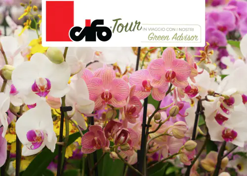 orchidee cifo tour