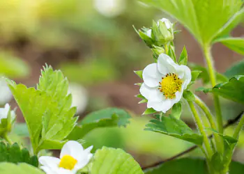 CIFO-B-Active-fiore fragola