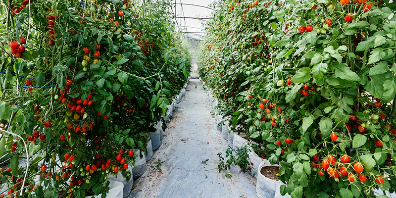 Poor Fruit Set and Flower Drop: How to Support Fruit Development