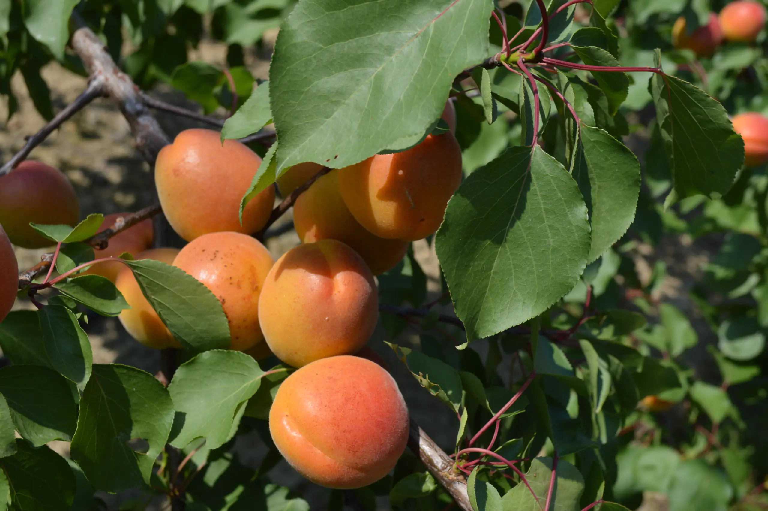 Fruit Enlargement: Building Value with the Cifo Strategy