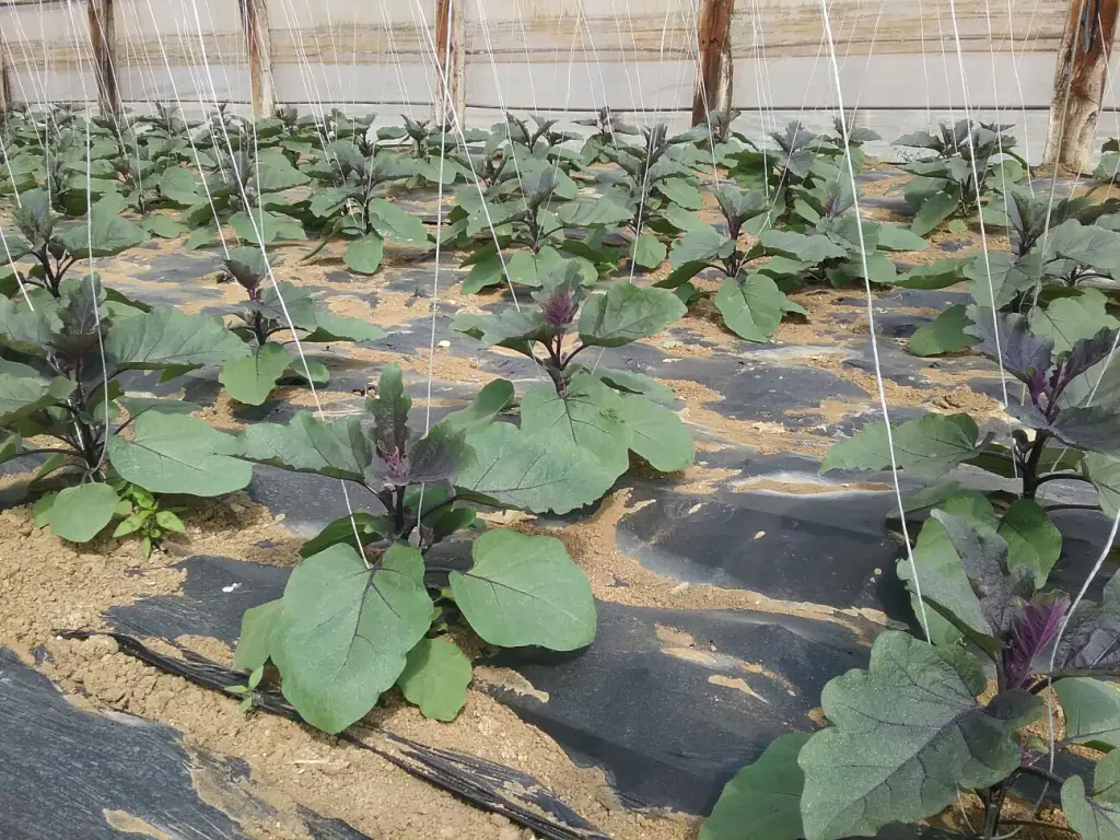 Fertilità del suolo e benessere radicale: la chiave per produttività superiori