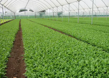 Rucola2