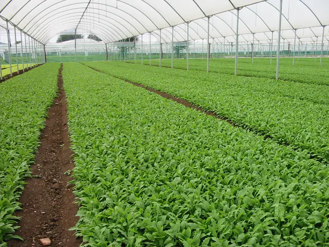 Rucola2 Rucola2