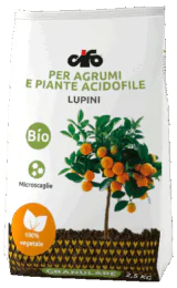 G_lupini G_lupini