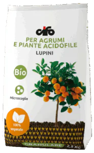 G_lupini