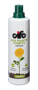 fiorite-e1497437684794