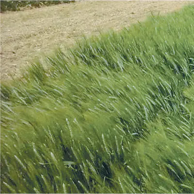 concimazione localizzata alla semina