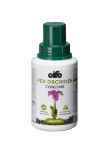 orchidee orchidee