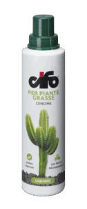 piante-grasse