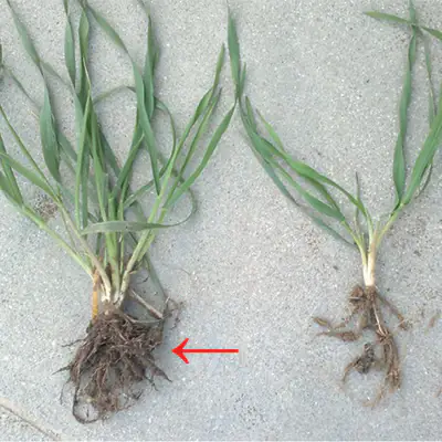 concimazione localizzata alla semina