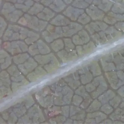 Water management, evapotraspirazione sotto controllo grazie a Cifo