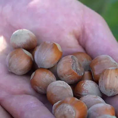 problemi climatici del nocciolo